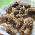 Rising temperatures fuel interest in planting morels