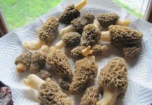Searching for mushrooms took knowing the right place morels