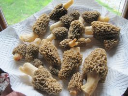 morels
