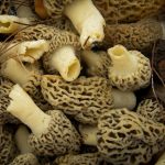 It’s time for hunting ramps and morels morel mushrooms