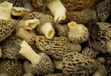It’s time for hunting ramps and morels morel mushrooms
