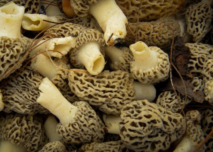 morel mushrooms
