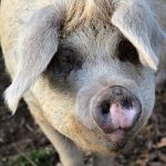 Pig owner charged after Pataskala woman’s death pig