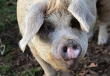 NASS: U.S. hog inventory up by 3 percent pig