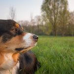 Always trust a dog’s instincts