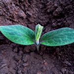 Understand hardiness zones before planting