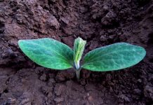 Understand hardiness zones before planting