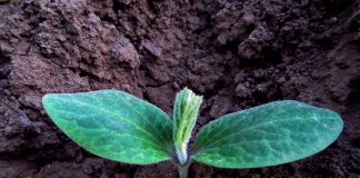 Understand hardiness zones before planting