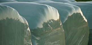 Avoid botulism, listeriosis risks in small grain baleage round bales wrapped in plastic