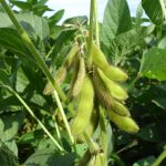 Soybean checkoff brings new technology to market