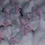 Bird flu found in Indiana turkey flock bird flu avian influenza