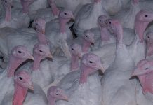 Organic or backyard flock owners need to practice biosecurity bird flu avian influenza