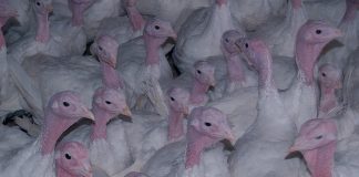 bird flu avian influenza