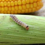 Midwest farmers, scout your fields early and often western bean cutworm (Striacosta albicosta)