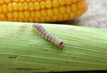Midwest farmers, scout your fields early and often western bean cutworm (Striacosta albicosta)