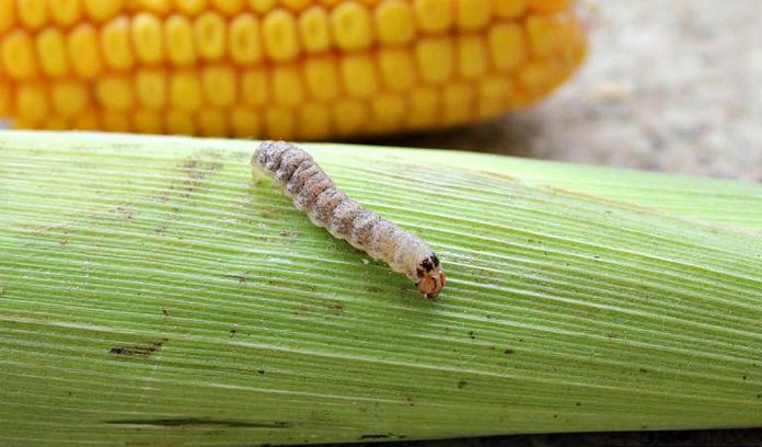western bean cutworm Iowa State western bean cutworm (Striacosta albicosta)