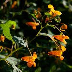 How to treat poison ivy rashes naturally