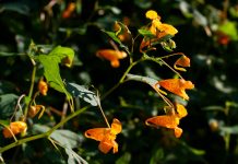 How to treat poison ivy rashes naturally