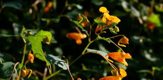 How to treat poison ivy rashes naturally