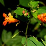 Spotted jewelweed has benefits Spotted jewelweed plant.