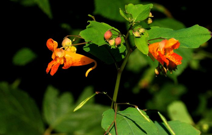 Spotted jewelweed plant.