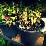 Why won’t my garden grow? 10 common plant problems potted plants