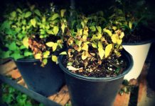 How to repot houseplants in 10 steps potted plants