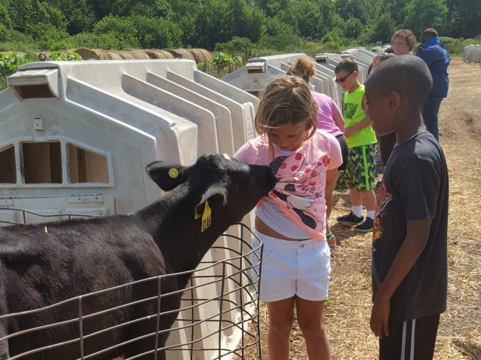 Girl and boy petting calf_July 2016