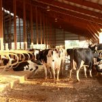 DFA to stop marketing independent farms’ milk DFA DMS no longer takign independent producer milk