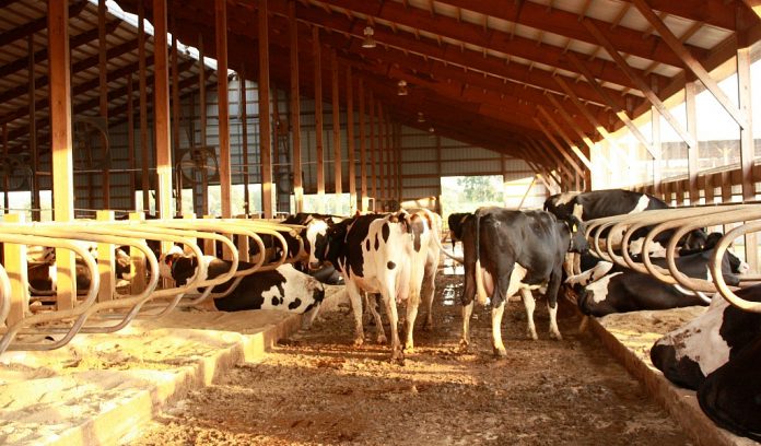 Holstein dairy freestall.JPG DFA DMS no longer takign independent producer milk