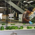 Farmers hope Trump gets immigrant labor sorting peppers