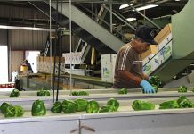 Farmers hope Trump gets immigrant labor sorting peppers