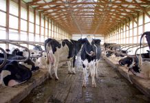 Is a barn remodel in your future? Wolff Dairy