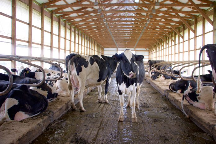 Wolff Dairy 3 Wolff Dairy