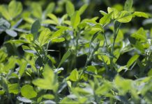 Taking a look at the new alfalfa for dairy cows alfalfa