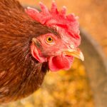 Poultry farmers should always be prepared for avian flu Chicken