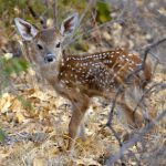 Hands off the baby wild animals