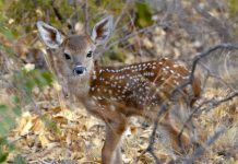 Hands off the baby wild animals