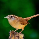 Size is most important when ID’ing birds bird