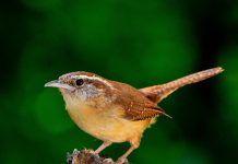 Beginning birding tours at Magee Marsh for bird day bird