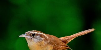 Size is most important when ID’ing birds bird