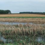 Programs available to protect Pa. wetlands and farm conservation US vs. Brace