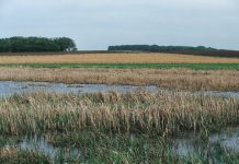 US vs. Brace, the 30-year battle US vs. Brace