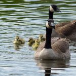 Geese can degrade water quality canada geese