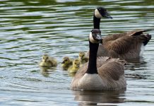 Finding out where joy resides canada geese