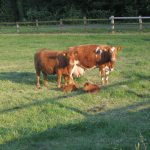 Managing pastures for genetic potential