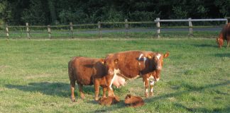 Managing pastures for genetic potential