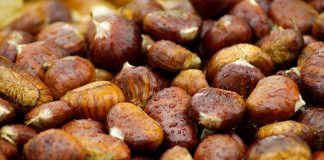 Still working to restore the American chestnut