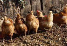 Learn how to live out your small farm dreams chickens