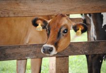 American Jersey Cattle Association offers 14 scholarships